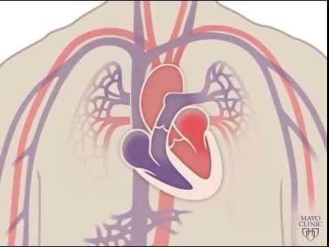 Introducción a la cardiología