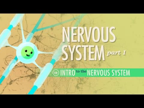 Neuroanatomía funcional